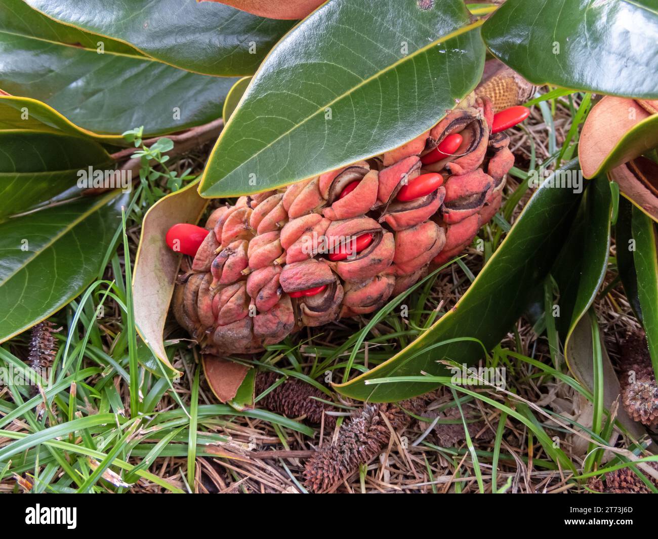 Magnolia grandiflora, southern magnolia or bull bay tree aggregate fruit with bright seeds. Stock Photo