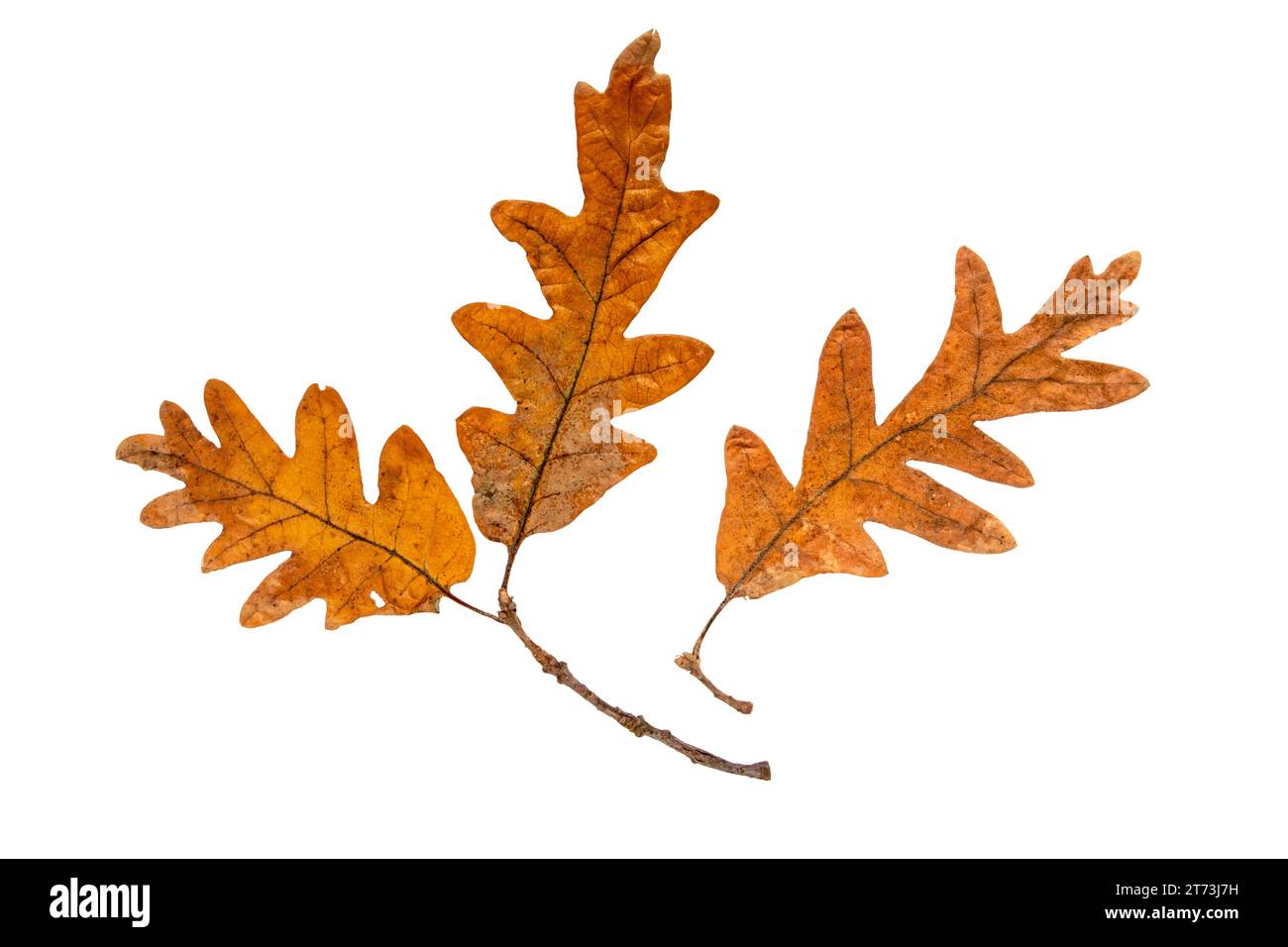 Oak tree autumn dry brown leaf and branch isolated on white background. Adaxial surface or upper side of fall foliage. Stock Photo