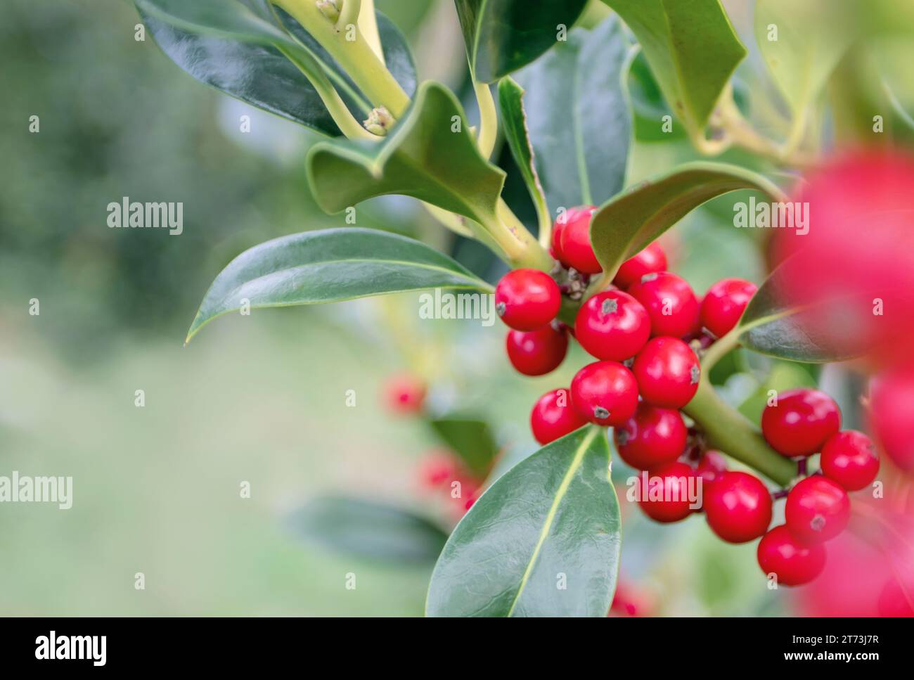Christmas holly red berries blurred holiday background. Ilex aquifolium  or acebo plant in the winter garden. Stock Photo