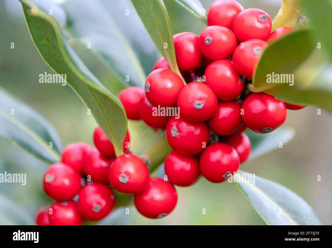 Christmas holly branch with red berries on the blurred background. Ilex aquifolium  or acebo plant. Stock Photo