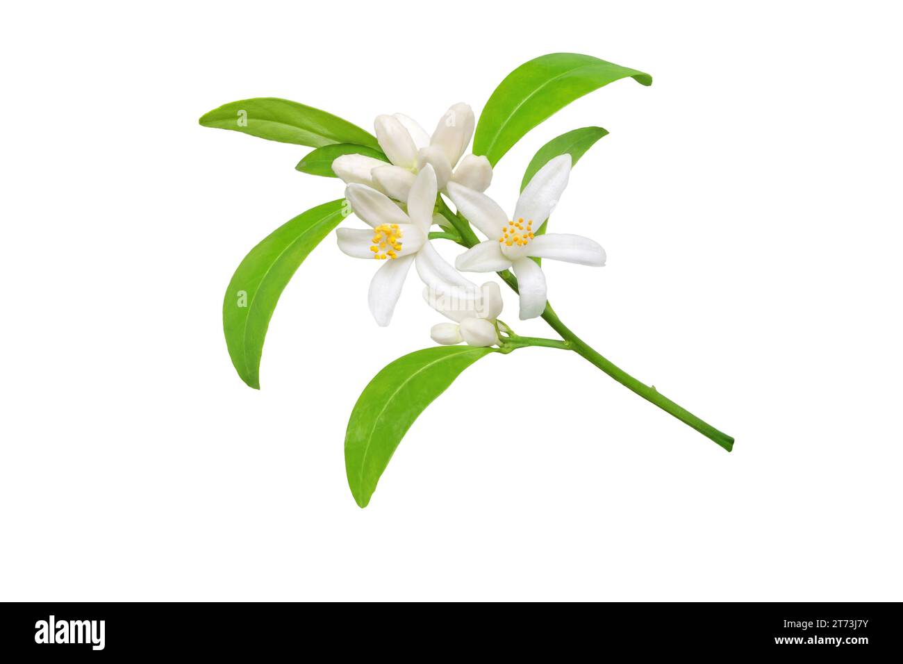 White orange tree flowers, buds and leaves branch isolated on white. Calamondin citrus blossom bunch. Stock Photo