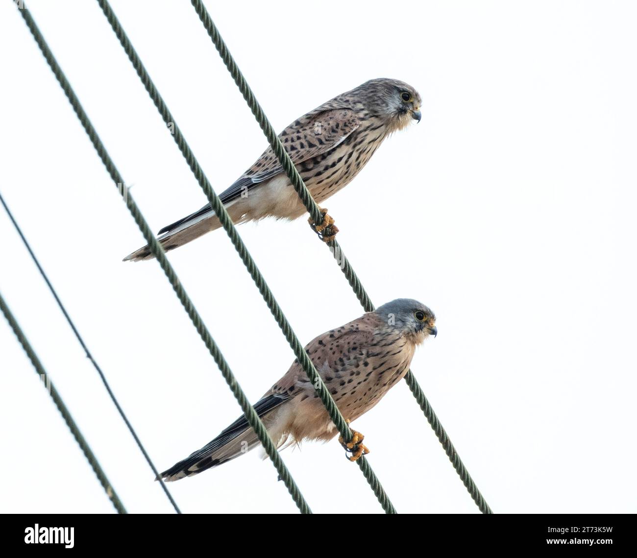 Pair of Kestrels (falco tinnunculus) Female (left) and male perched together on power lines, Mandria, Paphos,  Cyprus Stock Photo