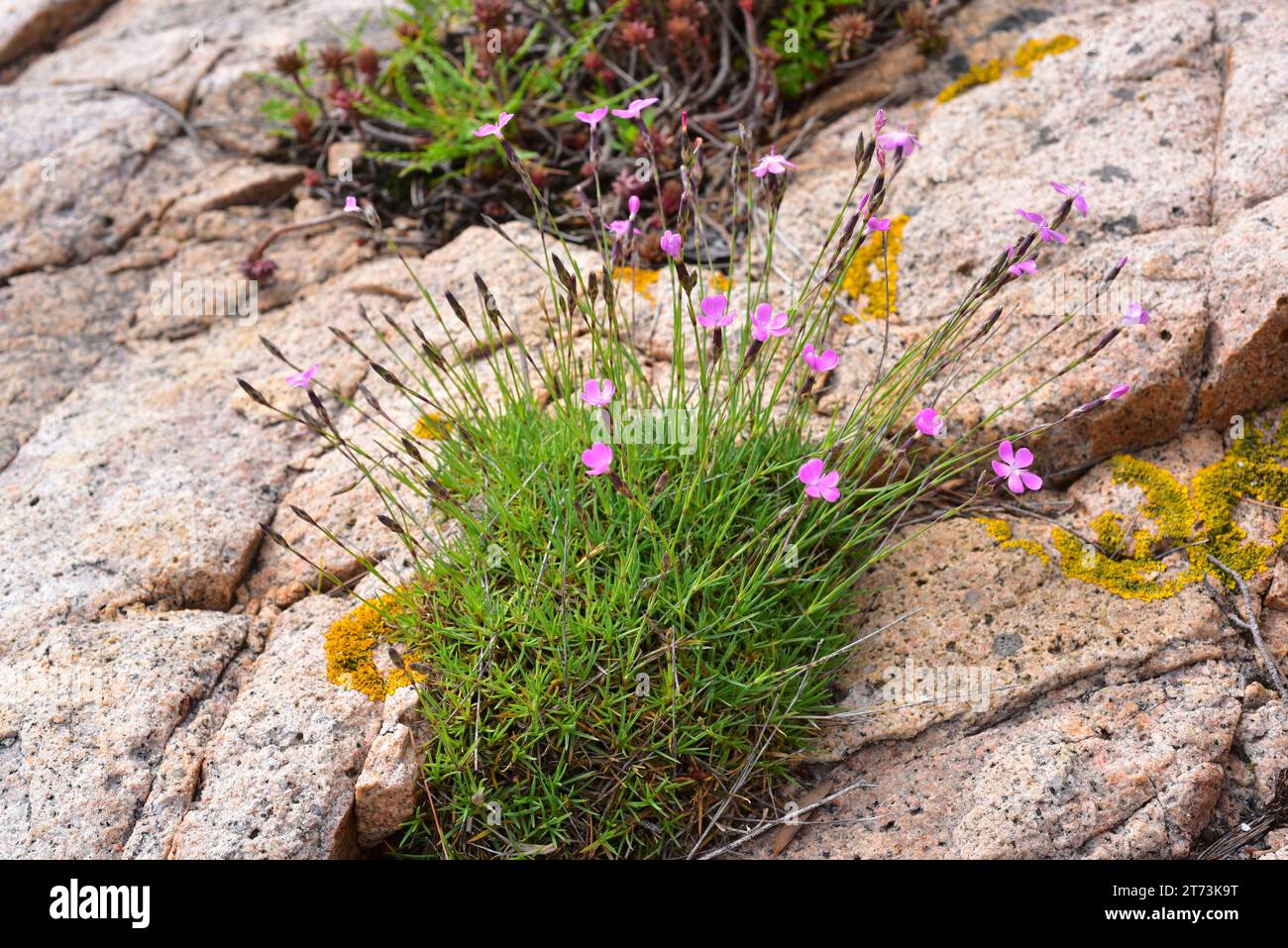 Dianthus pyrenaicus attenuatus is a perennial plant native to eastern Spain that grows on acidic soils. This photo was taken in Aiguablava, Girona, Ca Stock Photo