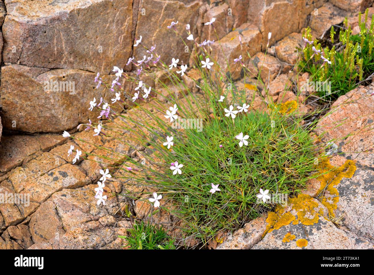 Dianthus pyrenaicus attenuatus is a perennial plant native to eastern Spain that grows on acidic soils. This photo was taken in Aiguablava, Girona, Ca Stock Photo