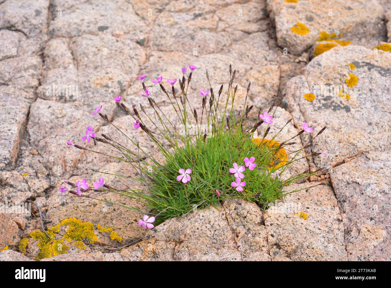 Dianthus pyrenaicus attenuatus is a perennial plant native to eastern Spain that grows on acidic soils. This photo was taken in Aiguablava, Girona, Ca Stock Photo