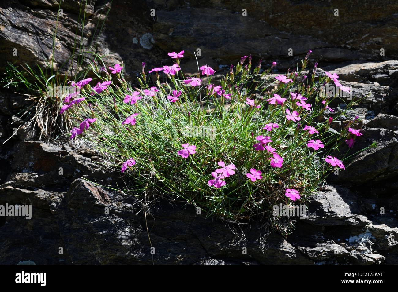 Dianthus seguieri cadevallii is a perennial plant endemic to Montseny Biosphere Reserve. This photo was taken in Montseny, Barcelona, Catalonia, Spain Stock Photo
