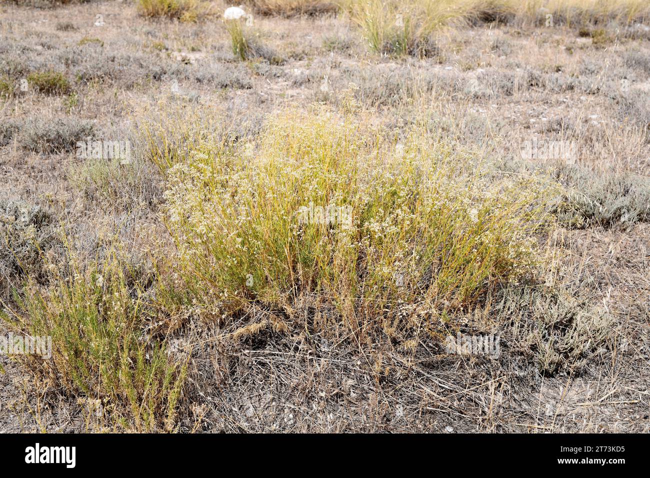Albada (Gypsophila struthium) is a subshrub endemic to central and eastern Spain. Grows on gypsum soils. This photo was taken in Urrea de Gaen, Teruel Stock Photo