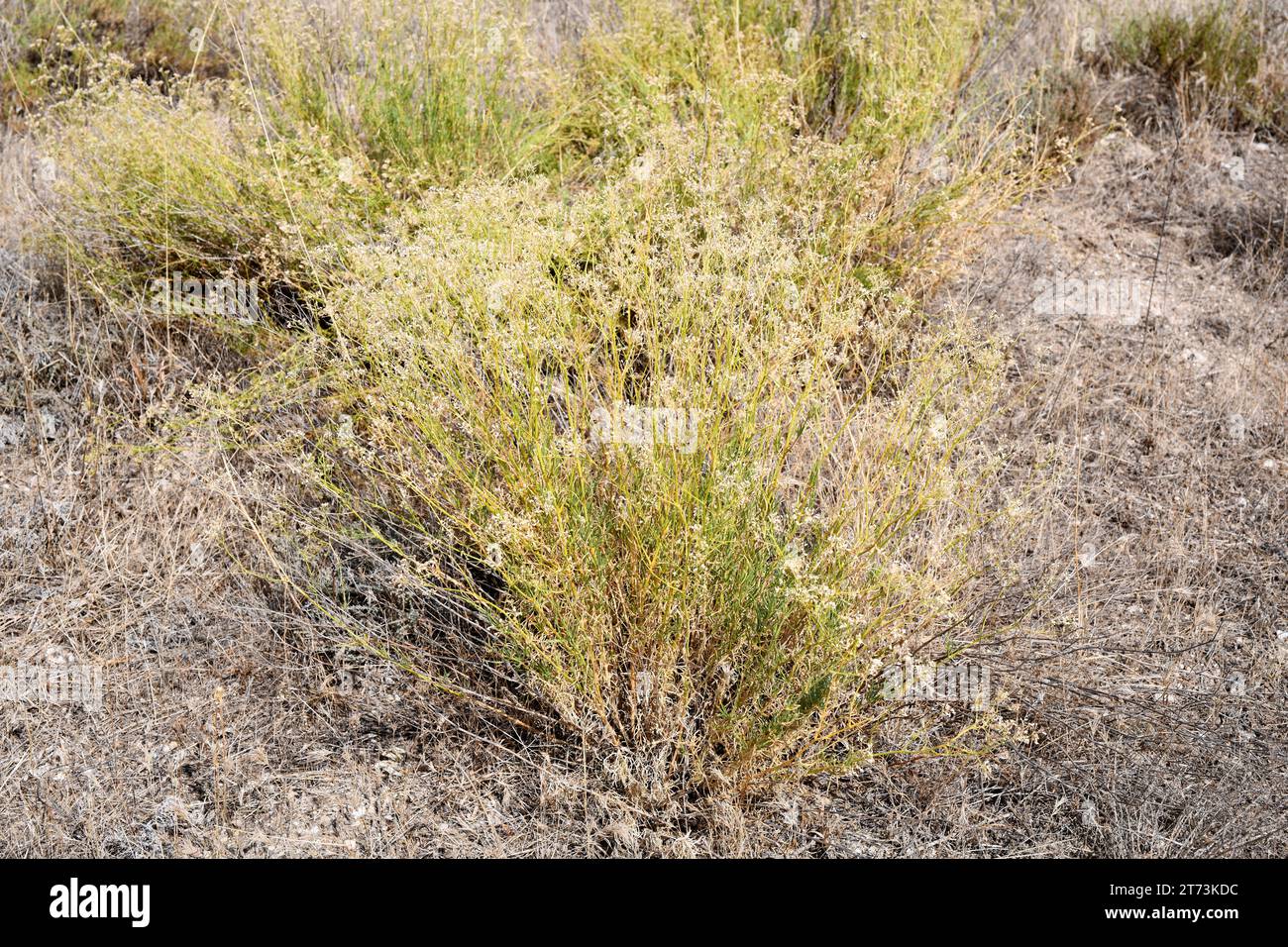 Albada (Gypsophila struthium) is a subshrub endemic to central and eastern Spain. Grows on gypsum soils. This photo was taken in Urrea de Gaen, Teruel Stock Photo