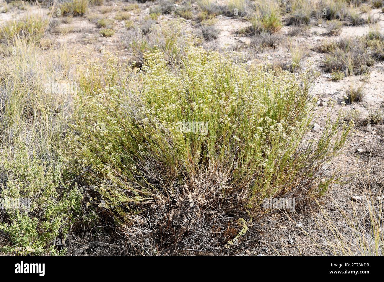 Albada (Gypsophila struthium) is a subshrub endemic to central and eastern Spain. Grows on gypsum soils. This photo was taken in Urrea de Gaen, Teruel Stock Photo