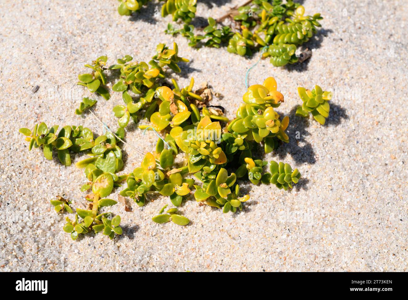 Sea sandwort (Honckenya peploides) is an edible succulent perennial herb native to sandy coasts of northern Europe and Atlantic coasts of north Spain. Stock Photo