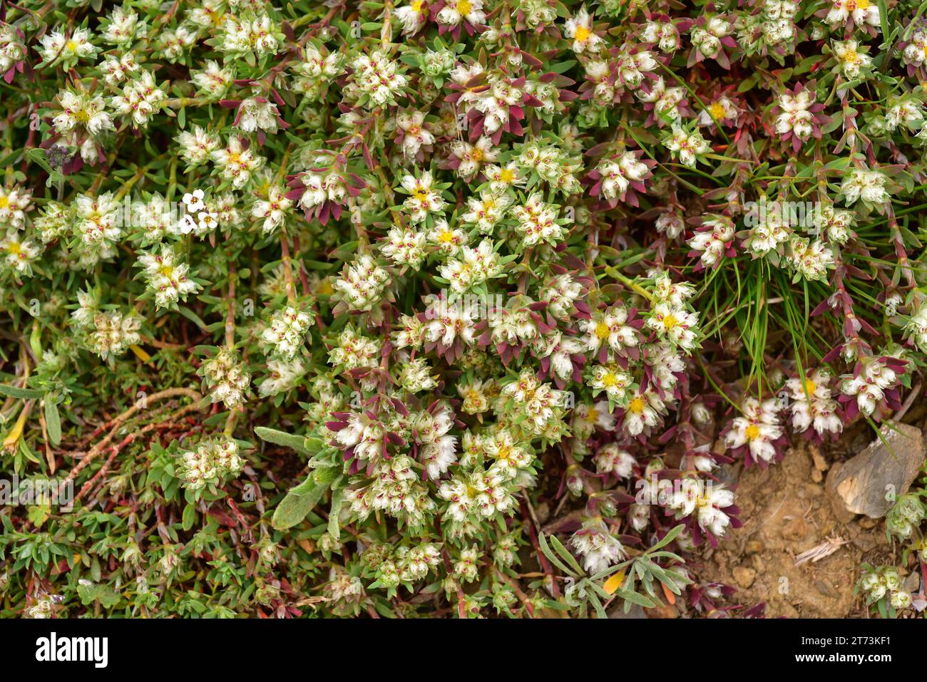 Nevadilla or sanguinaria (Paronychia argentea) is an annual prostrate herb native to Mediterranean basin. This photo was taken in La Albera, Girona, C Stock Photo