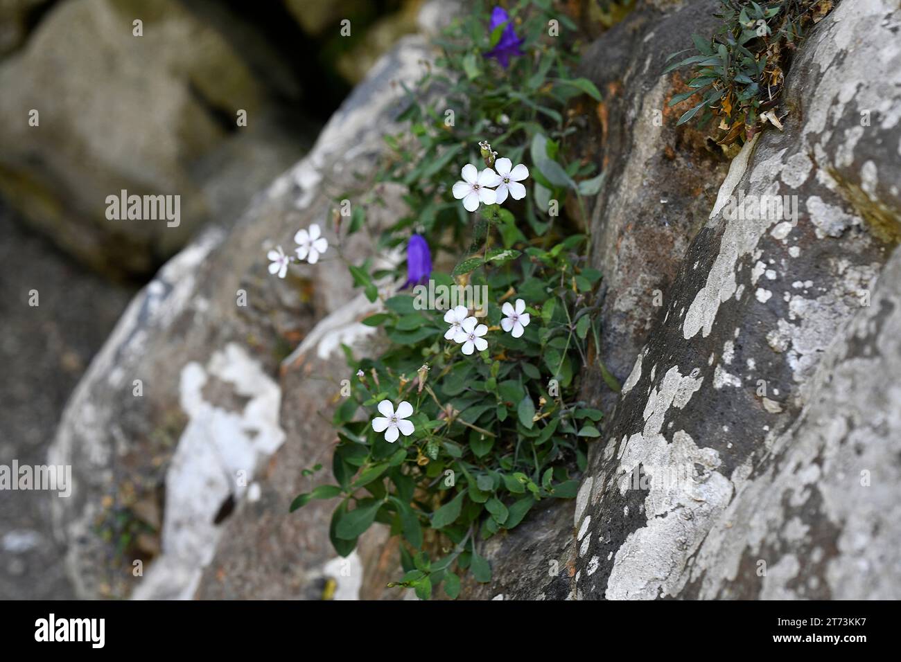 Petrocoptis pyrenaica glaucifolia is a perennial plant endemic to Cantabrian mountains. This photo was taken in Deboyu cave, Asturias, Spain. Stock Photo