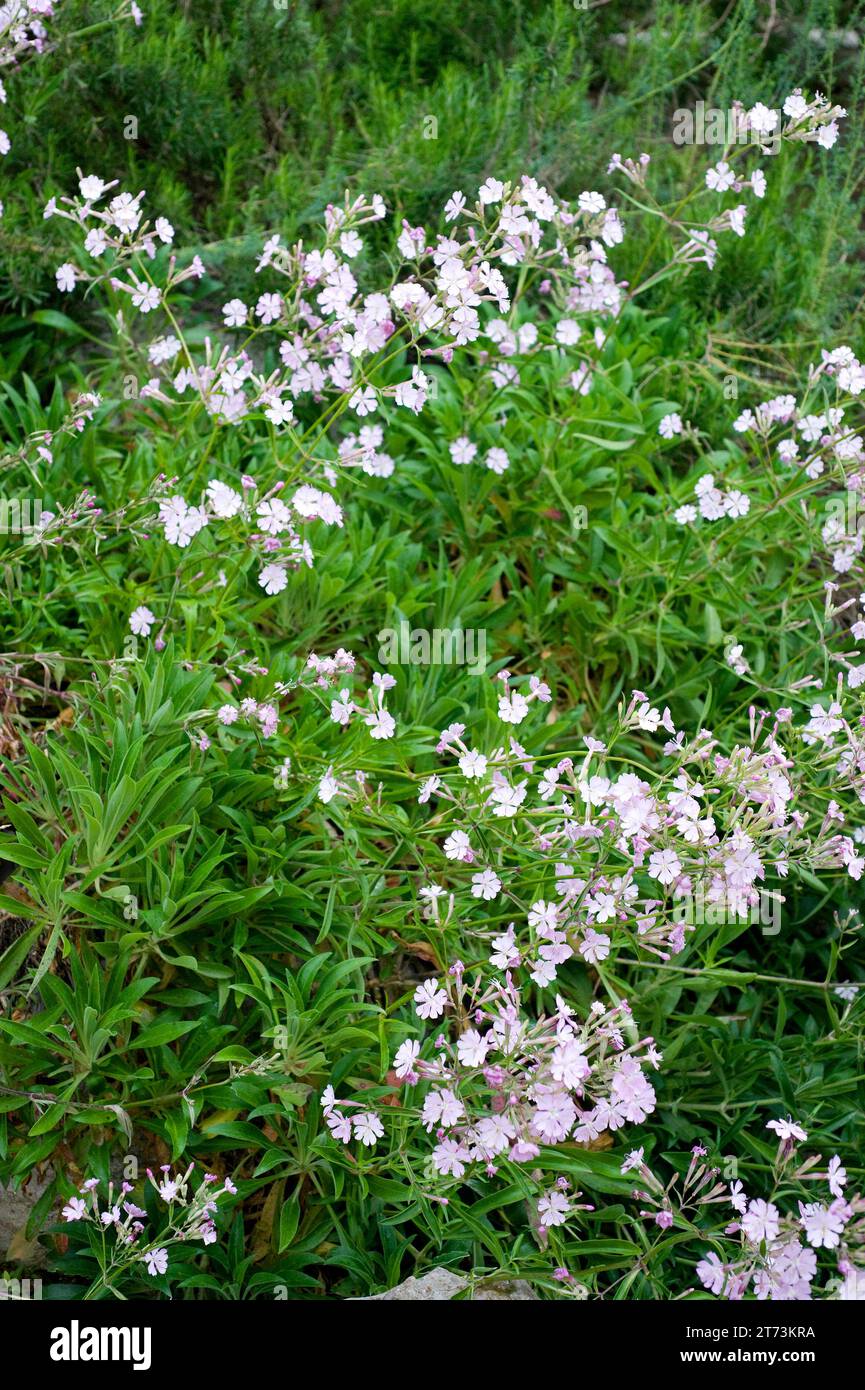Silene de Ifac (Silene hifacensis or Silene italica hifacensis) is a perennial herb endemic to Eivissa (Ibiza) and Alacant (Penyal d'Ifac). Stock Photo