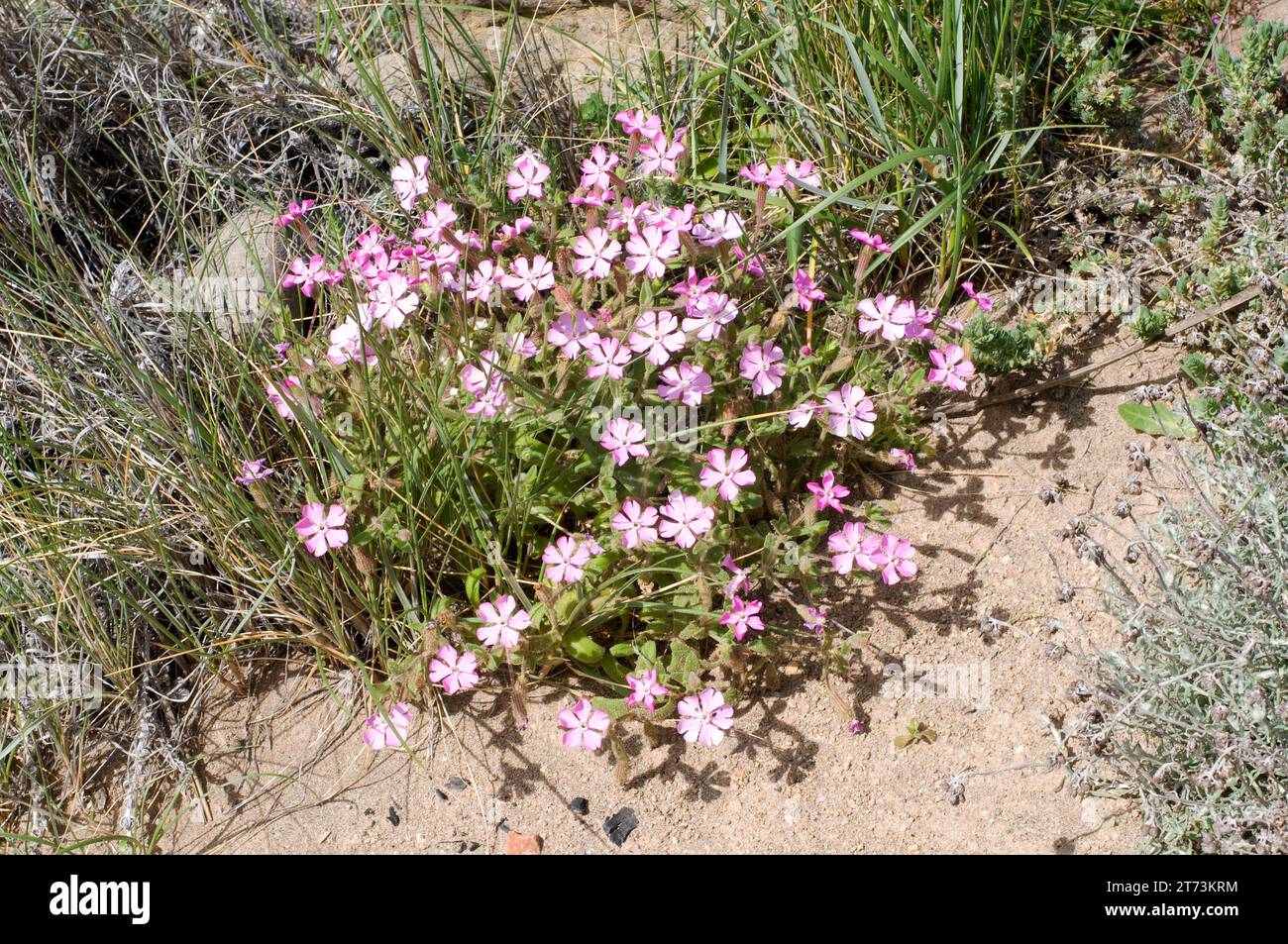 Silene littorea adscendens hi-res stock photography and images - Alamy