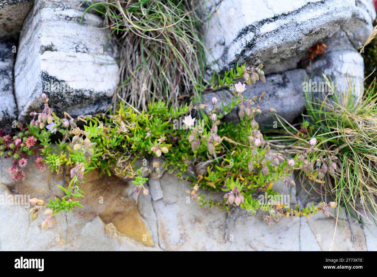 Spergularia rupicola is a perennial plant native to atlantic coasts of Europe. This photo was taken in Cabo de Penas, Asturias, Spain. Stock Photo