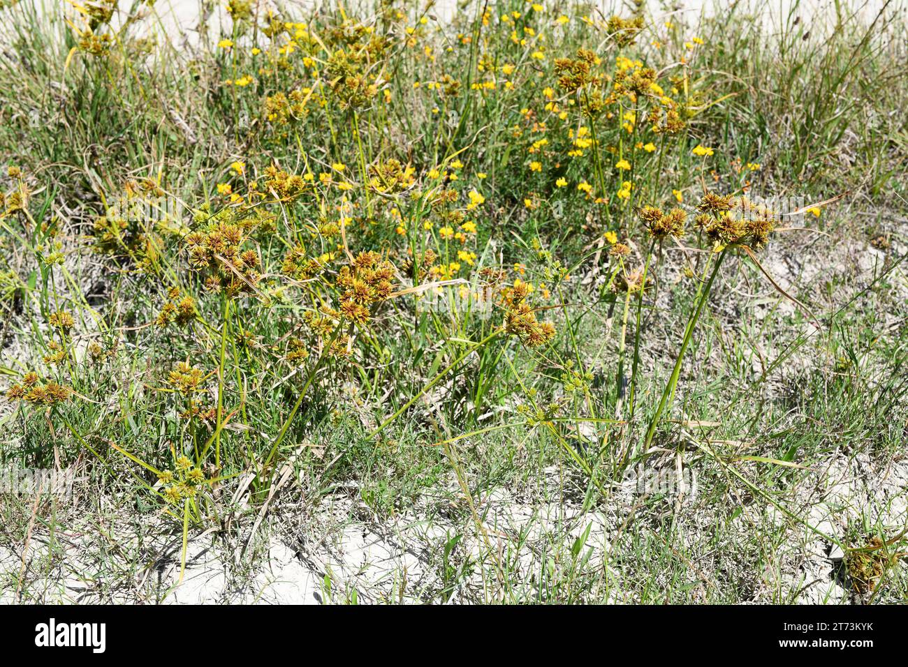 Tall flatsedge (Cyperus eragrostis) is a perennial herb native to North America and naturalized in many countries. This photo was taken in Corrubedo, Stock Photo