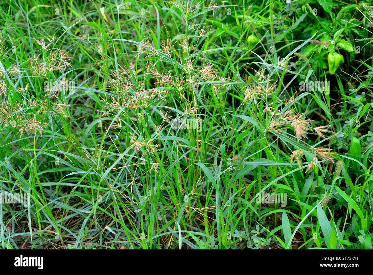 Nut grass (Cyperus rotundus) is a perennial herb native to central and southern Europe, south Asia and Africa and naturalized in all tropical and temp Stock Photo