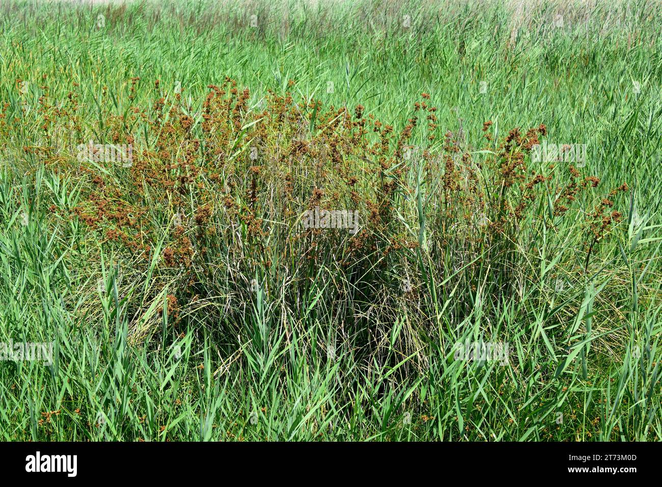 Lakeshore bulrush (Scirpus lacustris or Schoenoplectus lacustris) is a perennial plant native to lagoons of Europe, Asia and northern Africa. This pho Stock Photo