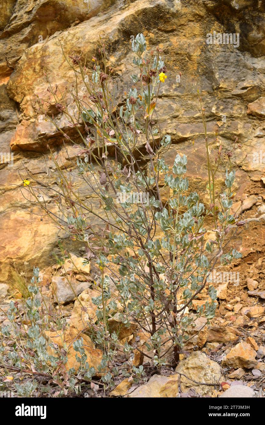 Jaguarzo blanco (Halimium atriplicifolium) is a shrub native to southern Spain. This photo was taken in Sierra de Cazorla Natural Park, Jaen, Andaluci Stock Photo