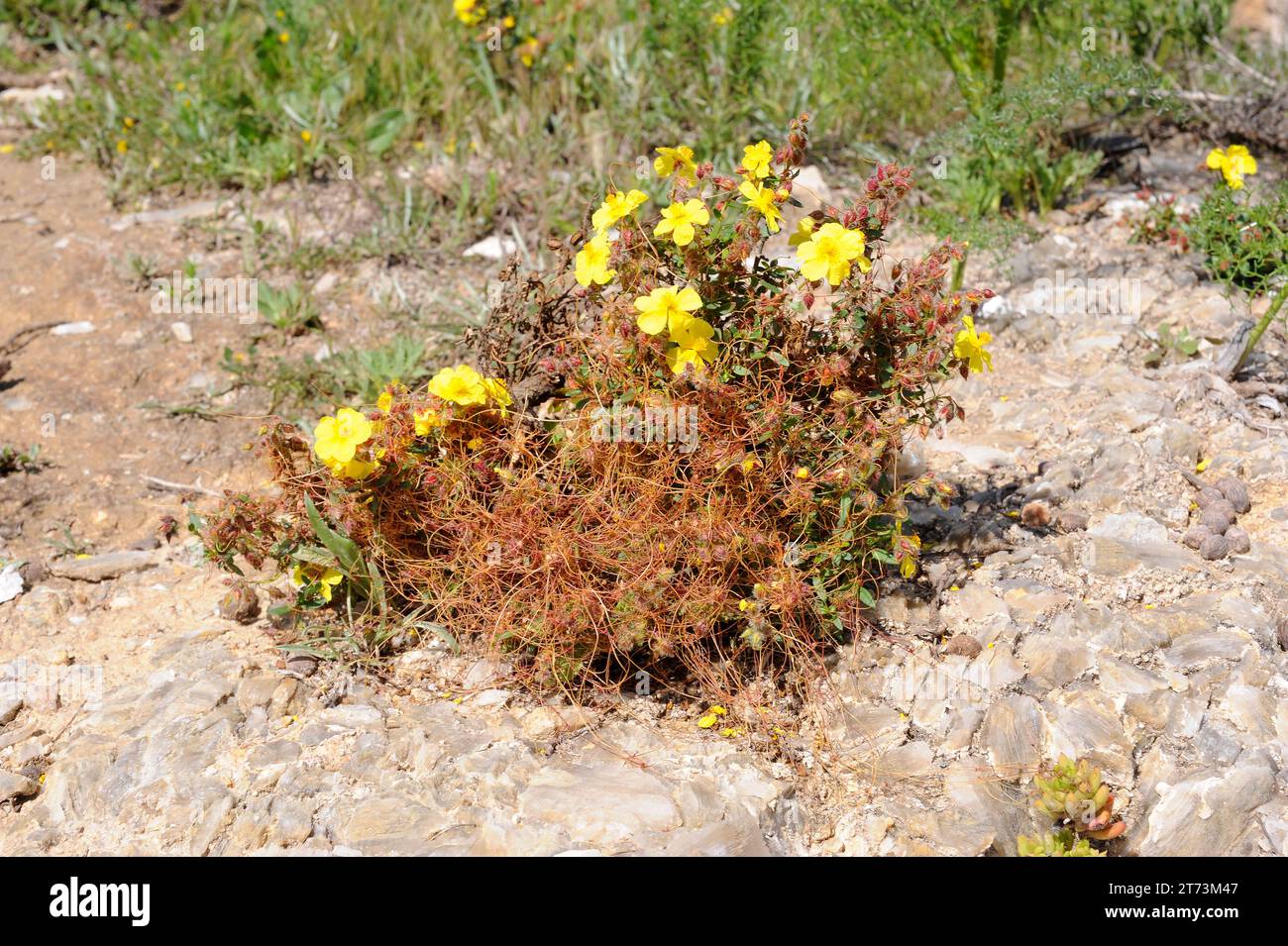 Jarilla de Sorbas (Helianthemum alypoides)  parasitized by dodder (Cuscuta epithymum). Helianthemum alypoides is a shrub endemic to gypsum soils of  A Stock Photo