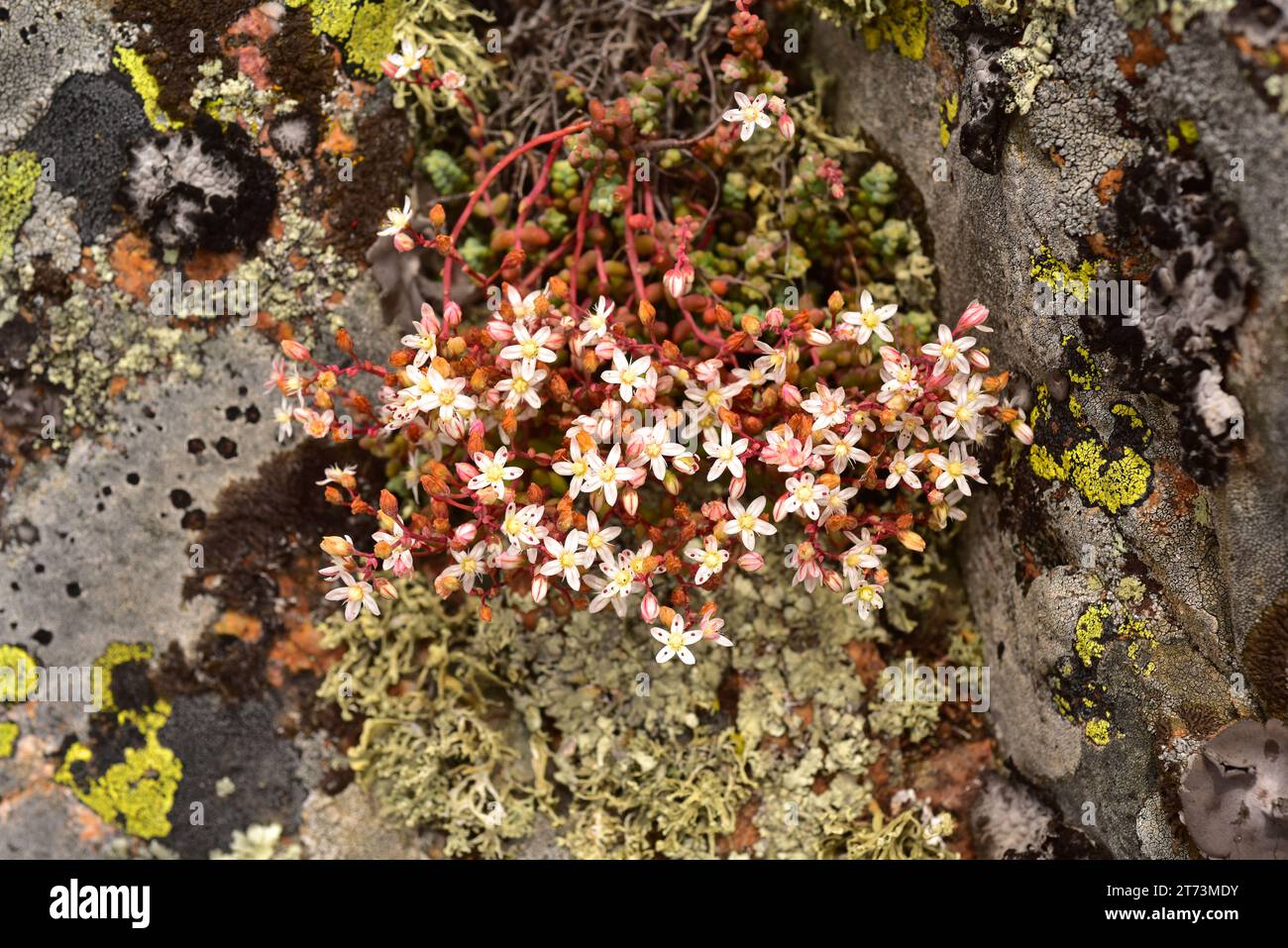 Stonecrops (Sedum brevifolium) is a succulent plant native to southern Europe and northwestern Africa. This photo was taken in Castrotorafe, Zamora, C Stock Photo