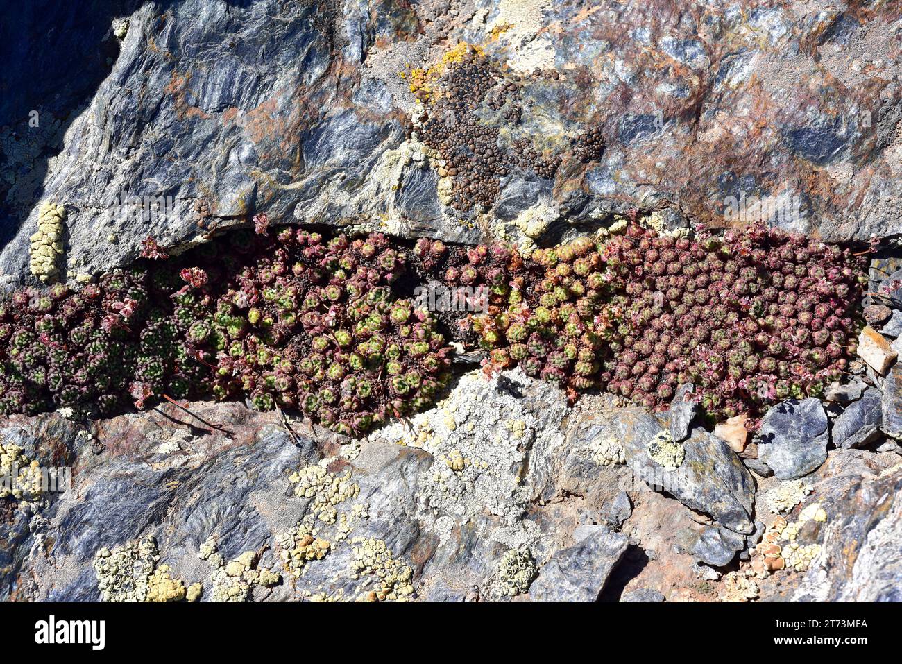 Siempreviva de Sierra Nevada (Sempervivum minutum or Sempervivum nevadense) is a succulent plant endemic to Sierra Nevada. This photo was taken in Sie Stock Photo