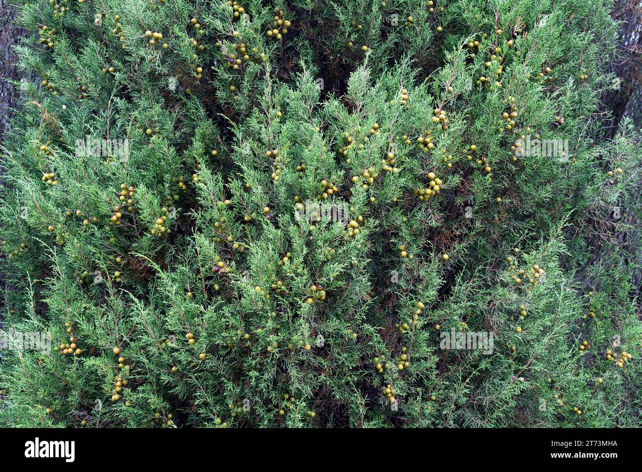 Phoenicean juniper (Juniperus phoenicea) is an evergreen tree native to Mediterranean Basin, Portugal and Macaronesia. This photo was taken in Dunas d Stock Photo