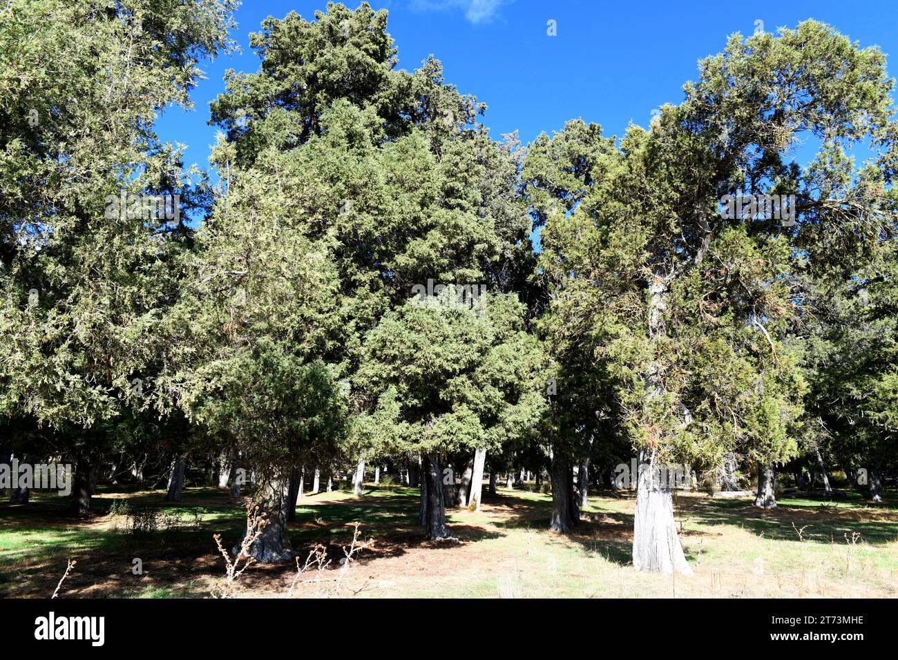 Spanish juniper (Juniperus thurifera) is an evergreen tree native to western Mediterranean mountains, specially in Spain. This photo was taken in Sabi Stock Photo