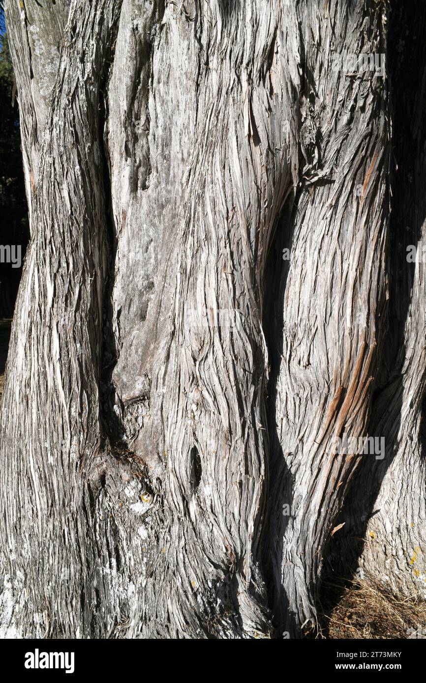 Spanish juniper (Juniperus thurifera) is an evergreen tree native to western Mediterranean mountains, specially in Spain. Bark detail. This photo was Stock Photo