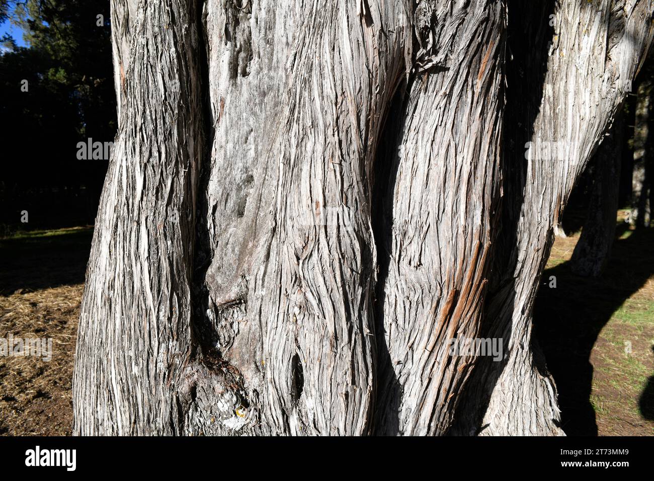 Spanish juniper (Juniperus thurifera) is an evergreen tree native to western Mediterranean mountains, specially in Spain. Bark detail. This photo was Stock Photo