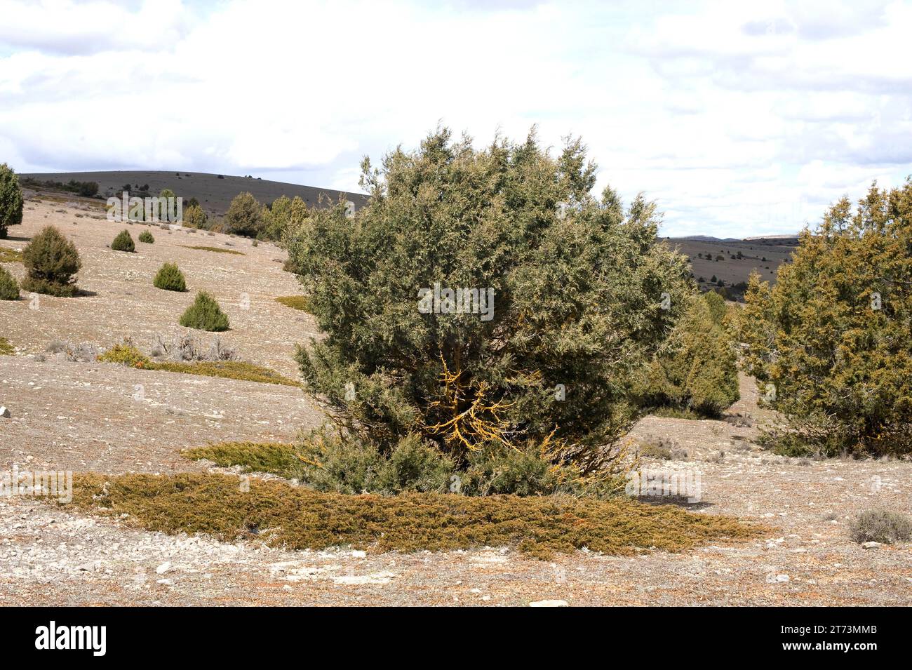 Spanish juniper (Juniperus thurifera) is an evergreen tree native to western Mediterranean mountains, specially in Spain. Down Juniperus sabina. This Stock Photo