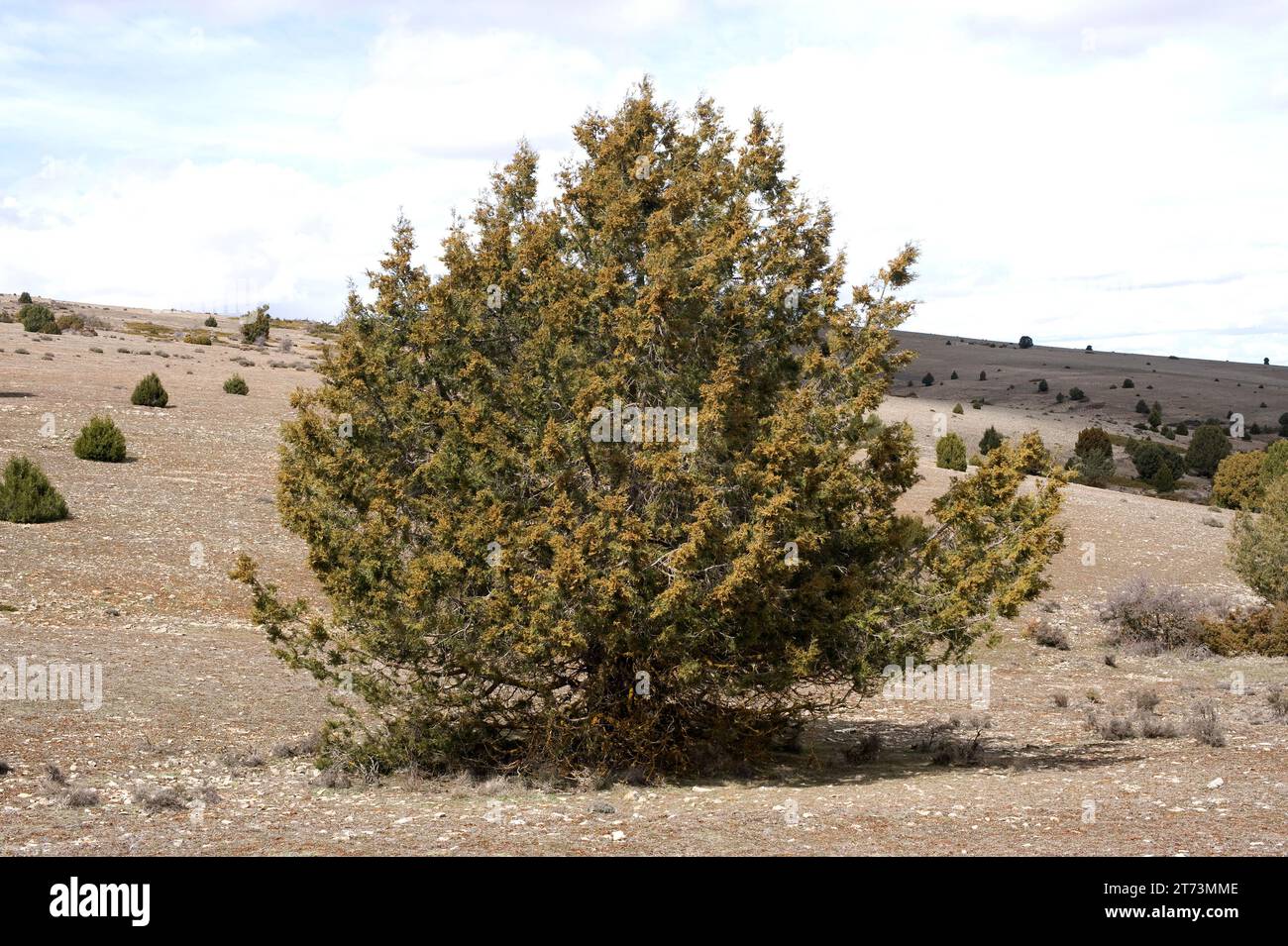 Spanish juniper (Juniperus thurifera) is an evergreen tree native to western Mediterranean mountains, specially in Spain. This photo was taken in Sabi Stock Photo