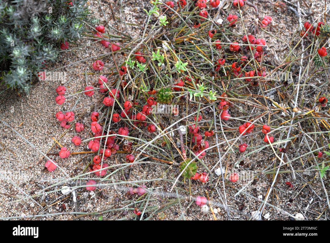 Belcho, trompera or uva de mar (Ephedra distachya) is a prostrate medicinal shrub native to central and southern Europe and Asia. Contains the alkaloi Stock Photo