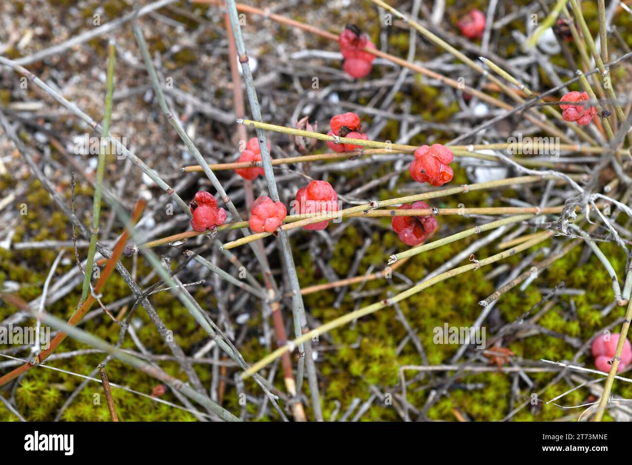 Belcho, trompera or uva de mar (Ephedra distachya) is a prostrate medicinal shrub native to central and southern Europe and Asia. Contains the alkaloi Stock Photo