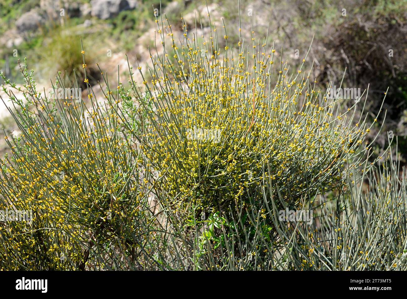 Joint pine (Ephedra fragilis) is a medicinal shrub native to part of Mediterranean Basin and Macaronesia. This photo was taken in Sorbas, Almeria, And Stock Photo