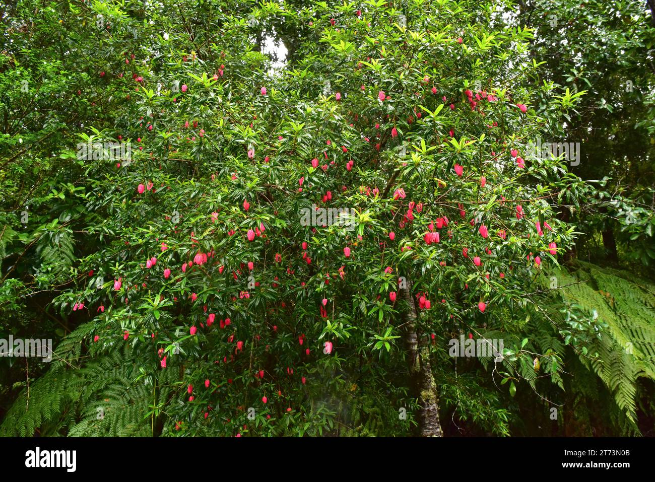 Chilean lantern tree or chaquihue (Crinodendron hookerianum) is an evergreen tree endemic to Chile. This photo was taken in Alerce Andino National Par Stock Photo