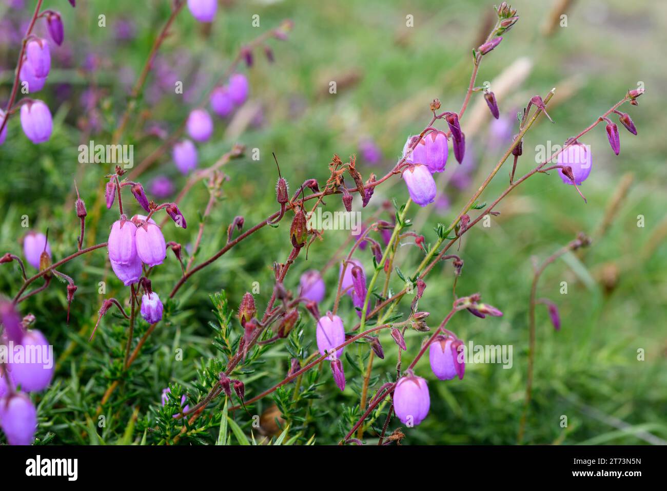 Urciona (Daboecia cantabrica) is a subshrub native to Cantabrian. This photo was taken in Cabo de Penas, Asturias, Spain. Stock Photo