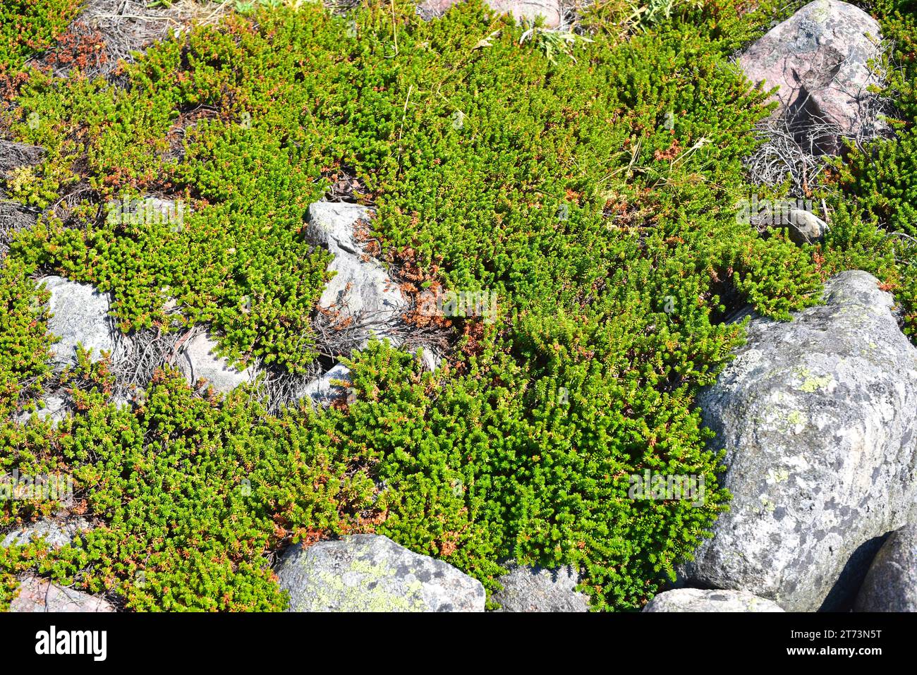 Black crowberry (Empetrum nigrum) is a shrub native to north Europe and south Europe mountains. This photo was taken in Bohuslan, Sweden. Stock Photo