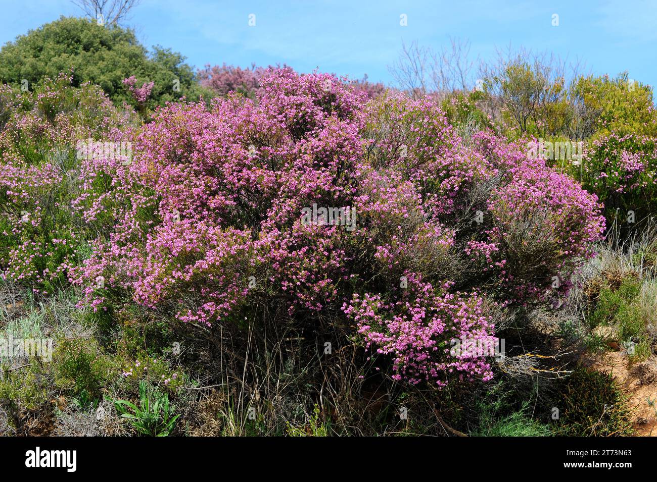Spanish heath (Erica australis) is a shrub endemic to western Iberian Peninsula and northern Morocco. This photo was taken in Las Medulas, Leon, Casti Stock Photo