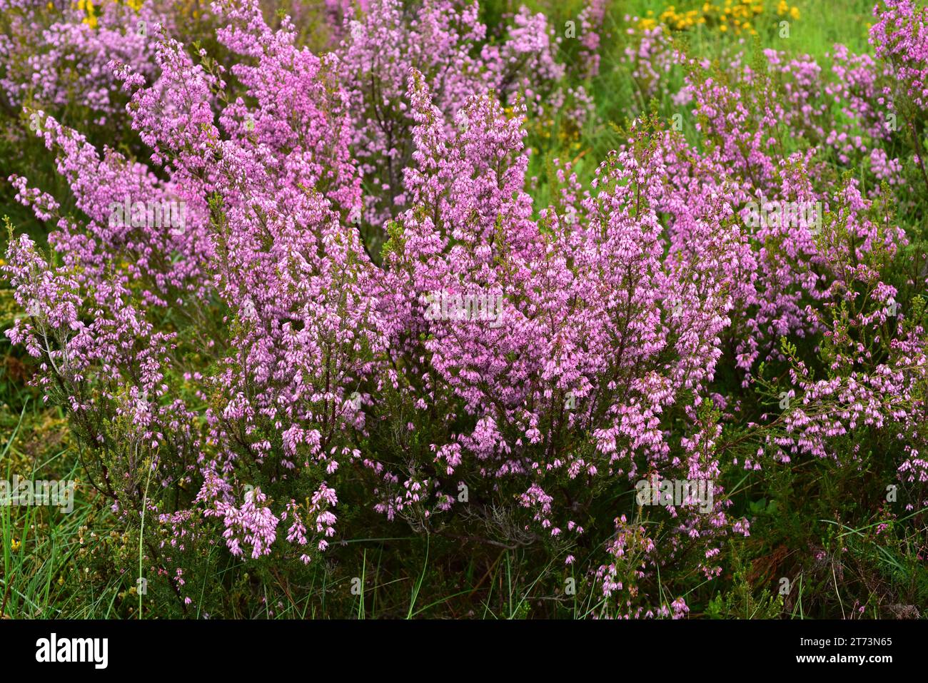 Spanish heath (Erica australis) is a shrub endemic to western Iberian Peninsula and northern Morocco. This photo was taken in Leitariegos, Leon, Casti Stock Photo