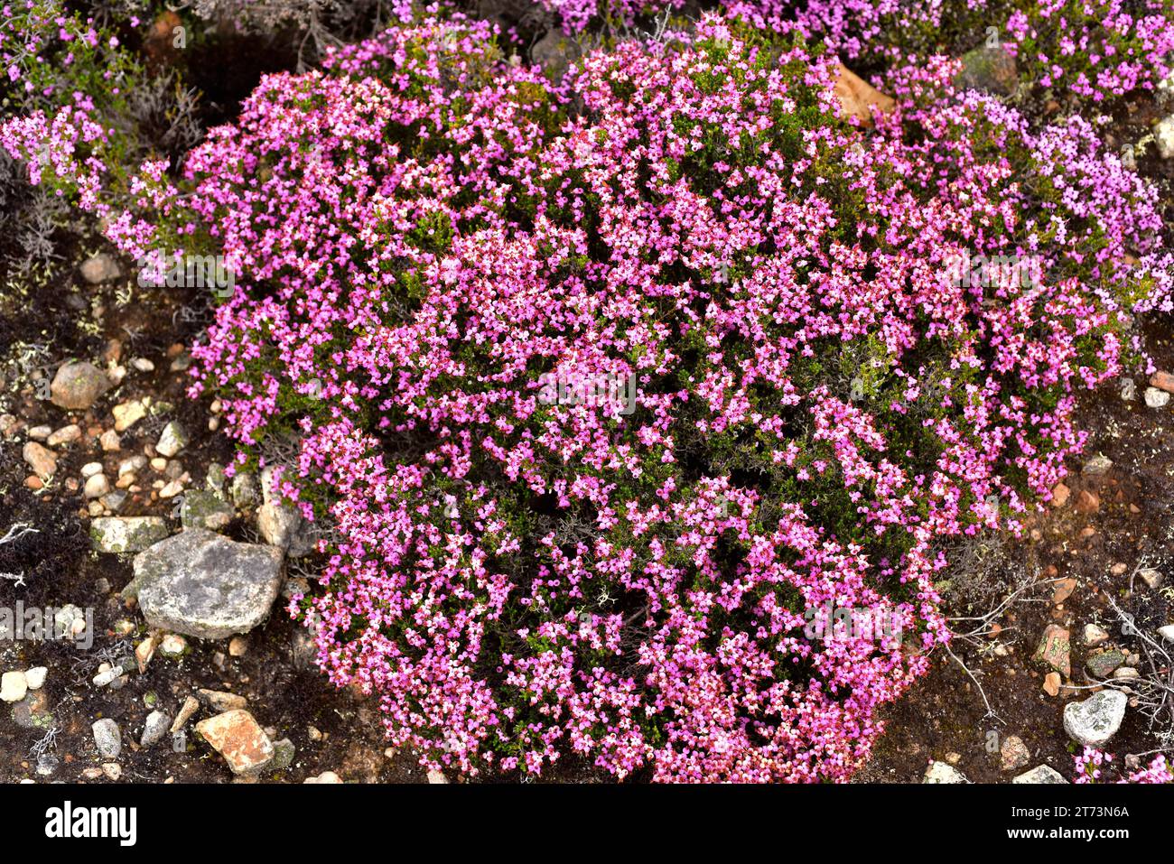 Spanish heath (Erica australis) is a shrub endemic to western Iberian Peninsula and northern Morocco. This photo was taken in northern Leon, Castilla Stock Photo