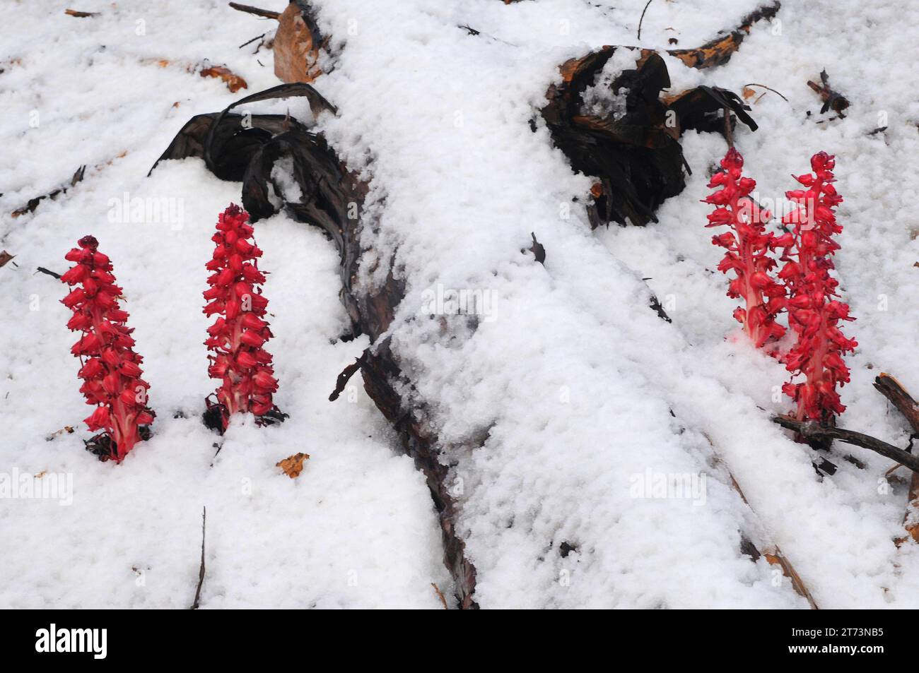 Snow plant or snow flower (Sarcodes sanguinea) is a parasitic plant native to coniferous forest of California. This photo was taken in Sequoia Nationa Stock Photo