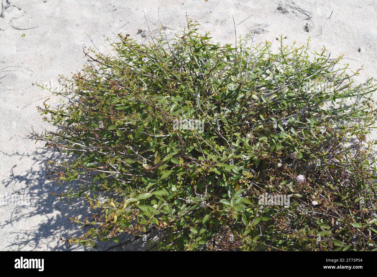 Escrofularia perruna (Scrophularia frutescens) is a subshrub native to western Iberian Peninsula, Andalucia coasts and northwestern Africa. This photo Stock Photo