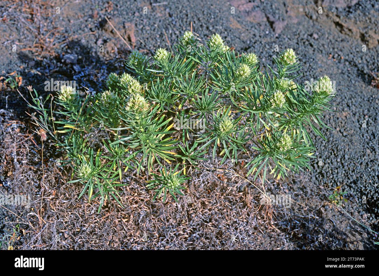 Ajinajo (Echium aculeatum) is a shrub endemic to western Canary Islands (Tenerife, La Gomera, La Palma and El Hierro). This photo was taken in Masca, Stock Photo