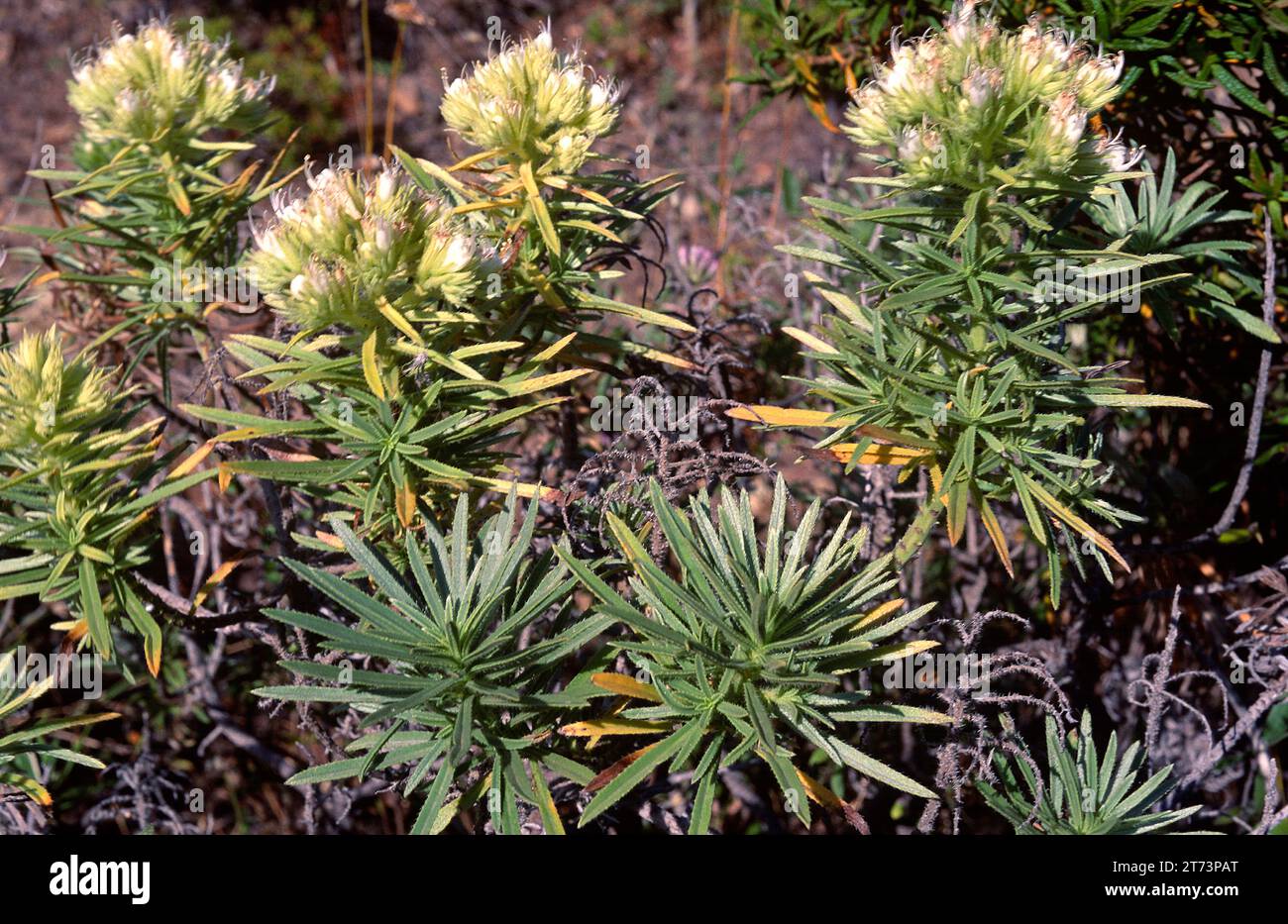 Ajinajo (Echium aculeatum) is a shrub endemic to western Canary Islands (Tenerife, La Gomera, La Palma and El Hierro). This photo was taken in Masca, Stock Photo