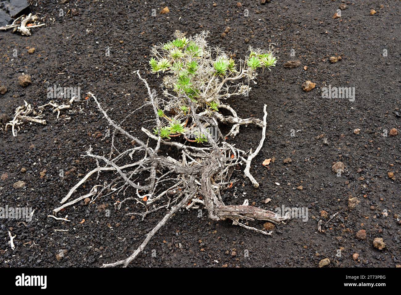Arrebol (Echium brevirame) is a shrub endemic to La Palma. This photo was taken in Fuencaliente, La Palma, Canary Islands, Spain. Stock Photo