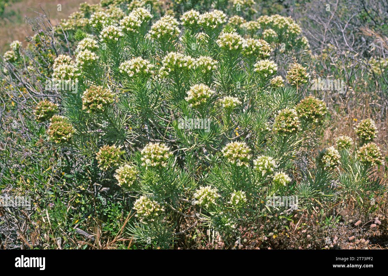 Taginaste de Anaga (Echium leucophaeum) is a shrub endemic to Tenerife, Canary Islands, Spain. Stock Photo