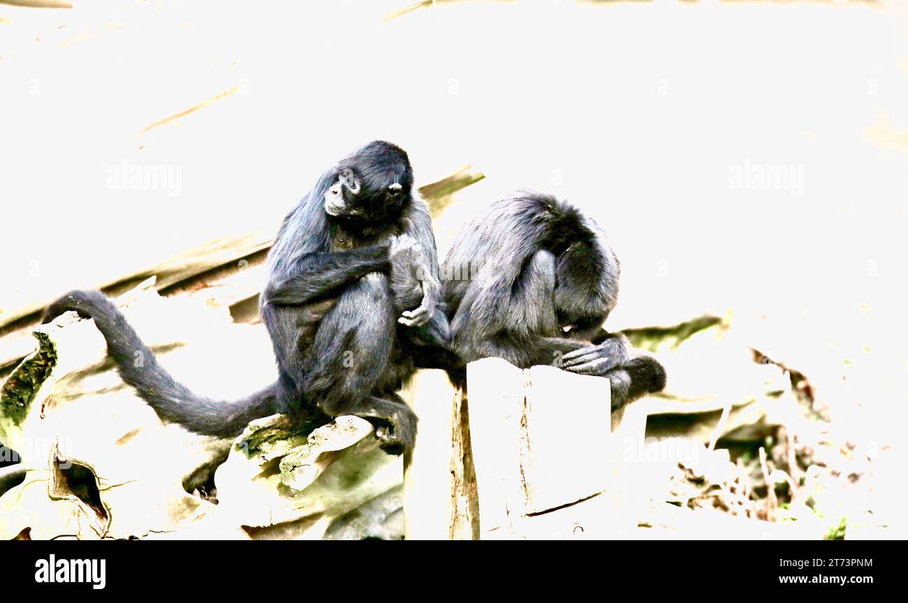 Monkey behaviour hi-res stock photography and images - Alamy