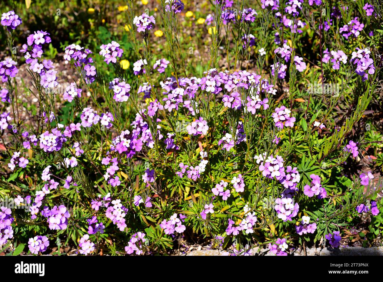 Alheli de monte (Erysimum bicolor) is a shrub endemic to Canary Islands and Madeira. Stock Photo