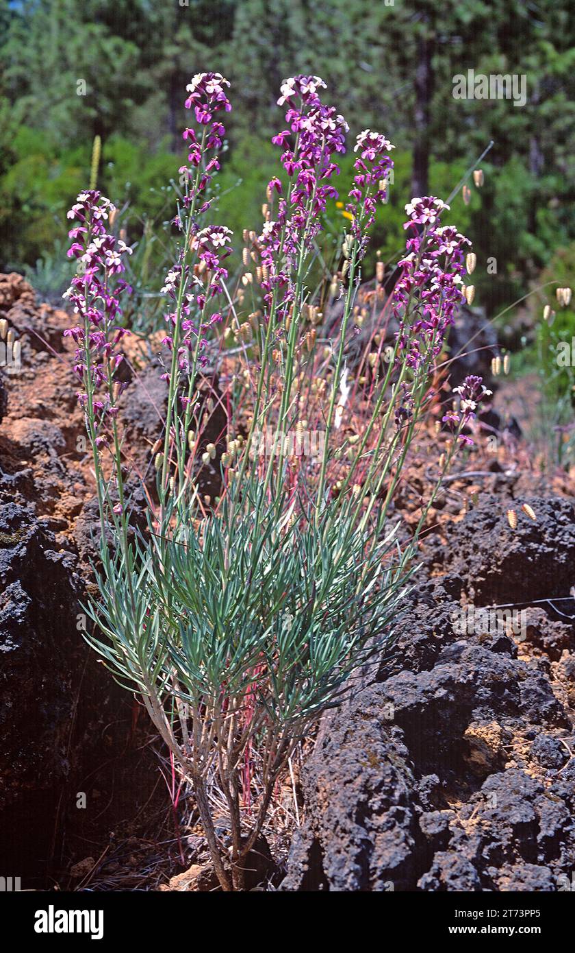 Alheli del Teide (Erysimum scoparium) is a shrub endemic to Canadas del Teide National Park, Tenerife, Canary Islands, Spain. Stock Photo